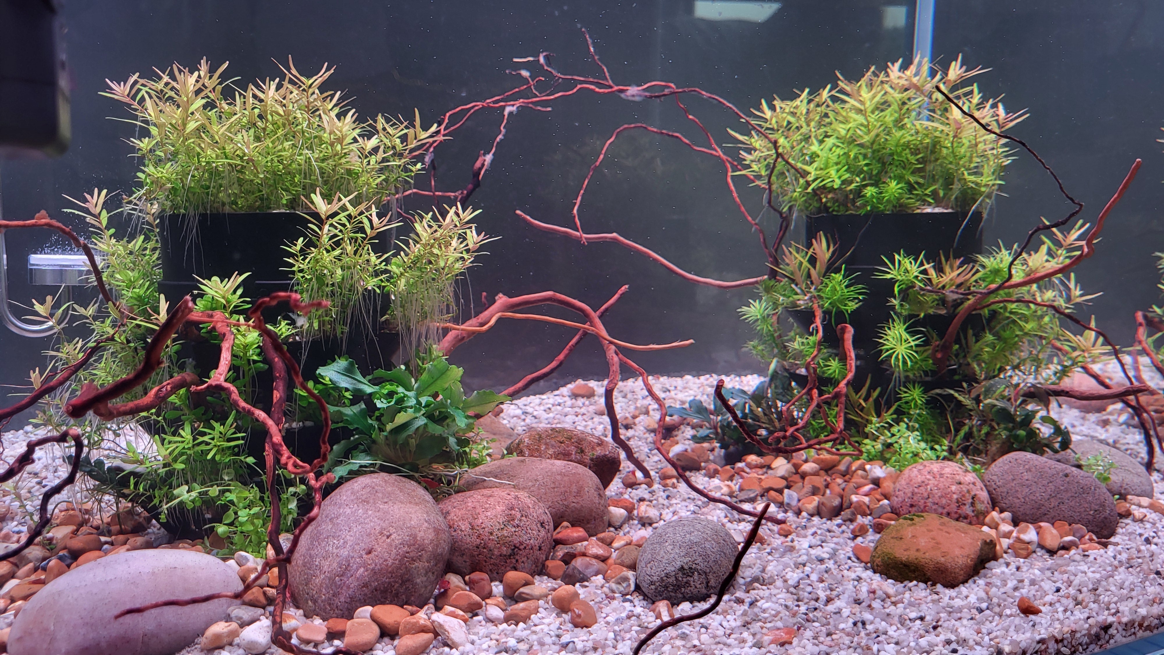 Bare Bottom Planted Tanks