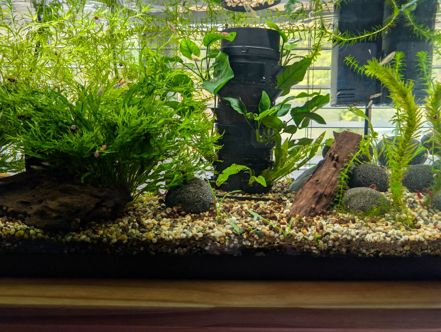 Building Depth and Structure in a 100L Planted Aquarium | Case Study