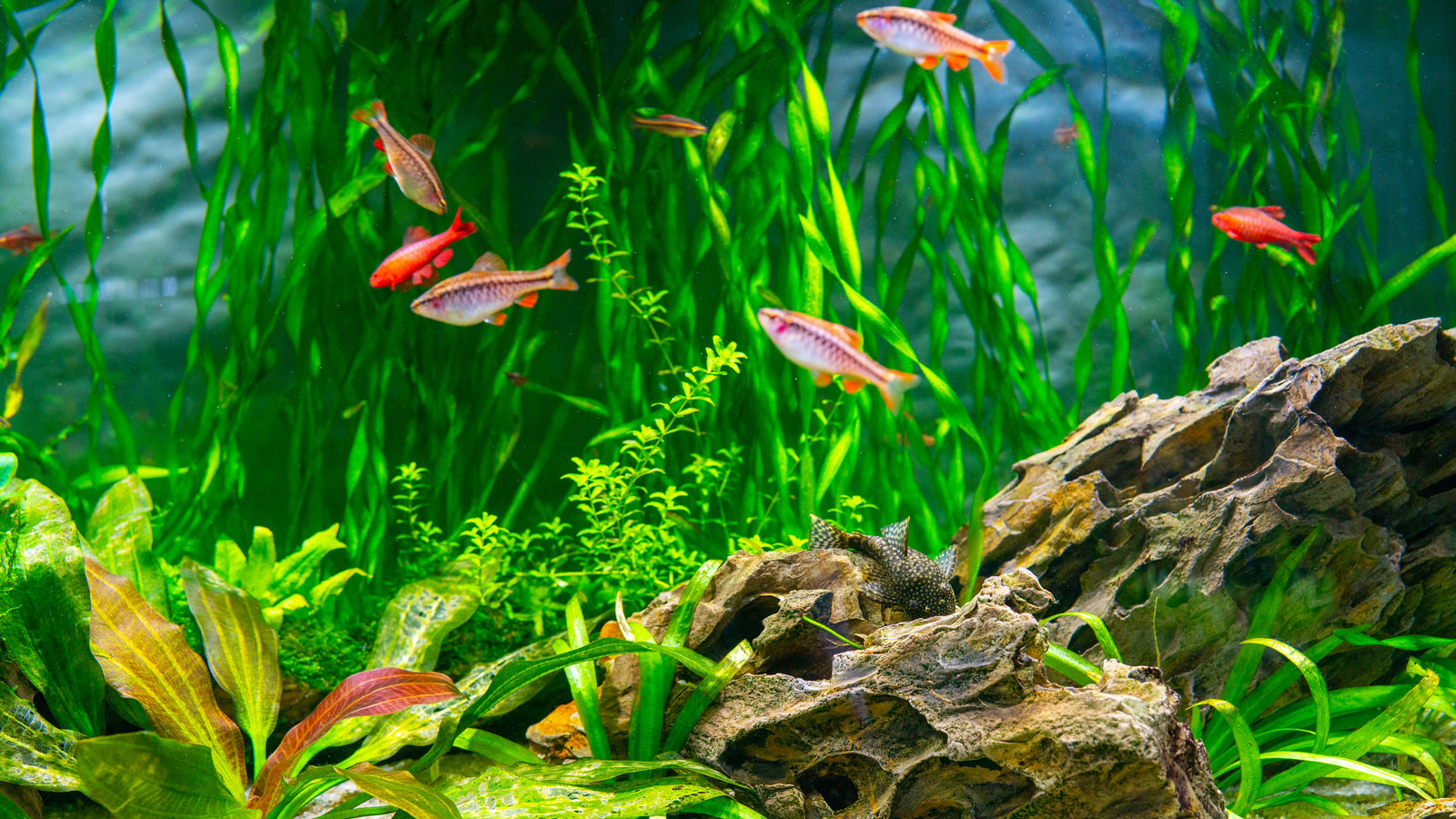 Why Multi-Functional Aquarium Accessories Are the Future