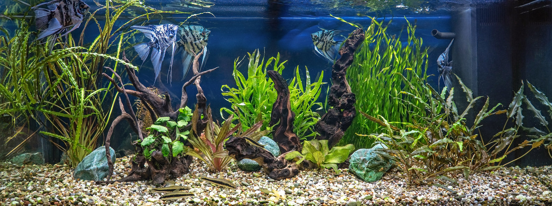 How Modular Aquarium Accessories Improve Plant Health and Water Quality