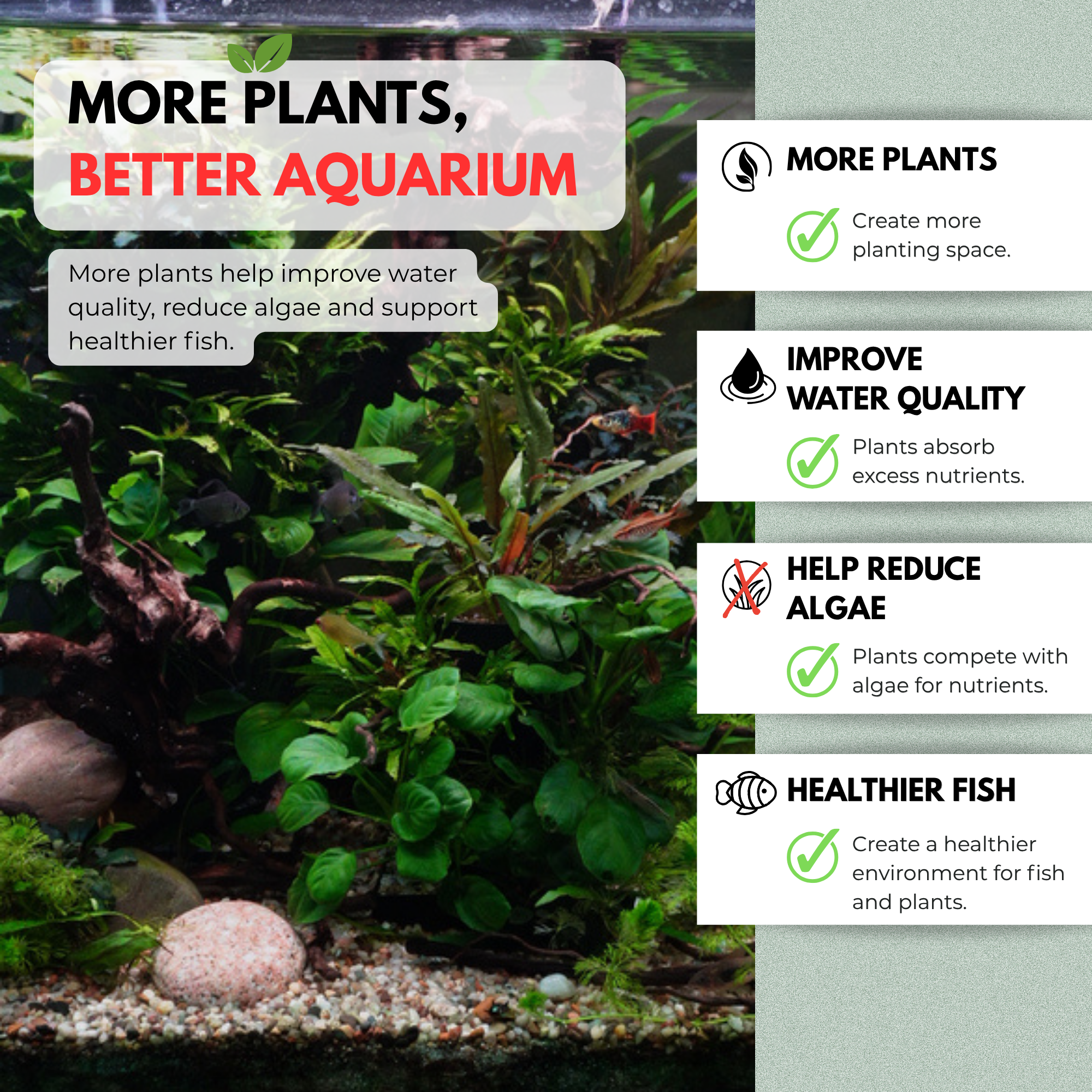 An aquarium with plants and text about the benefits of having structured plants in it.