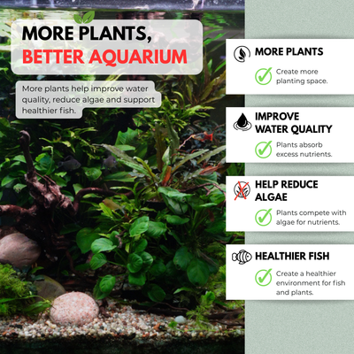 An aquarium with plants and text about the benefits of having structured plants in it.