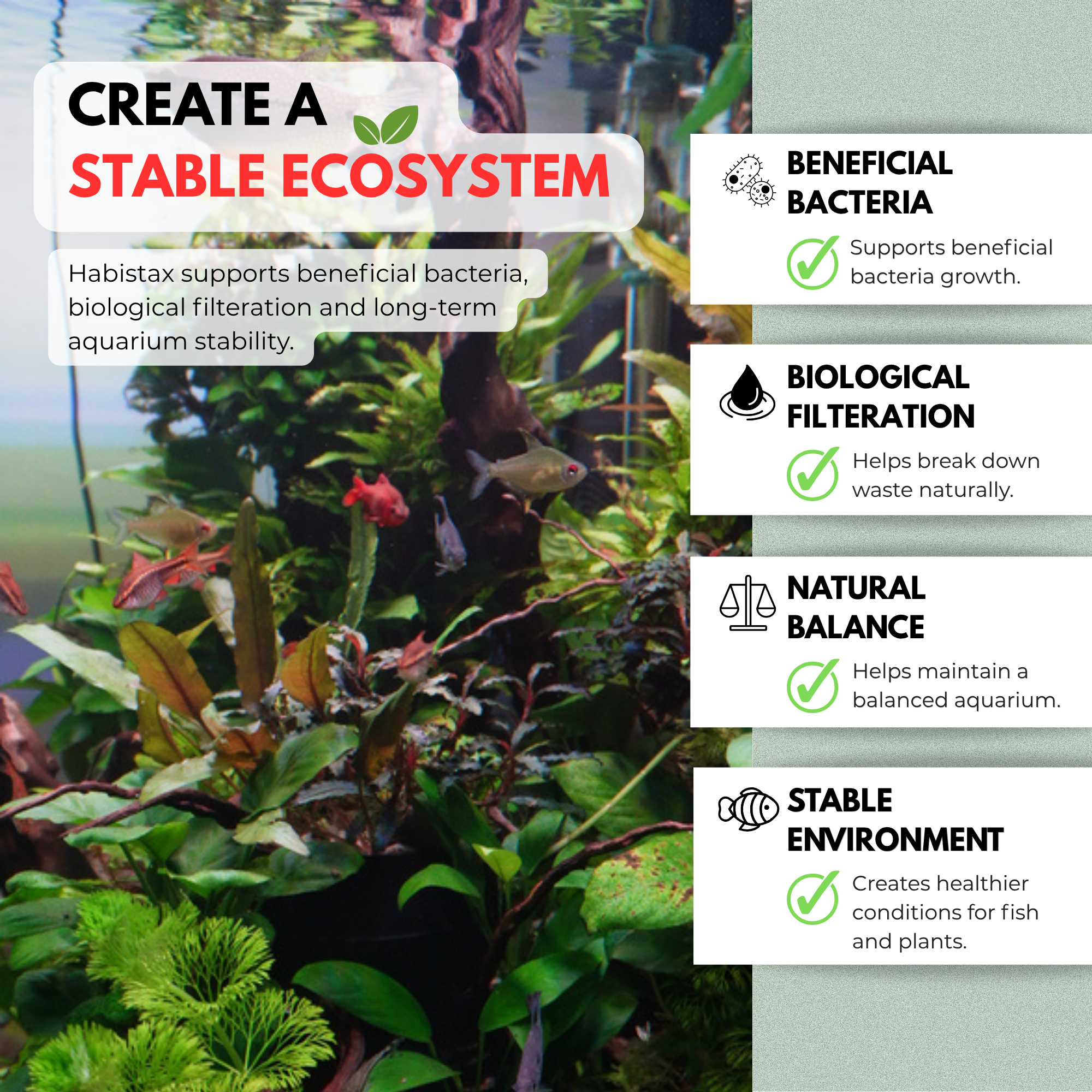 Aquarium with plants and fish, featuring text on creating a stable ecosystem.